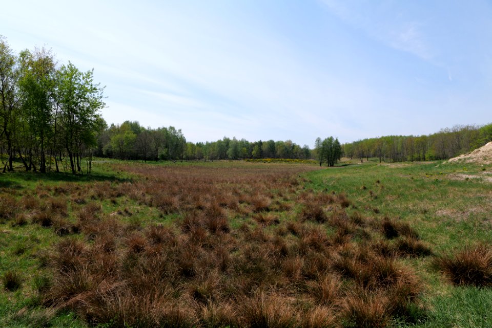 Döberitzer Heide open landscape 2020-05-08 63