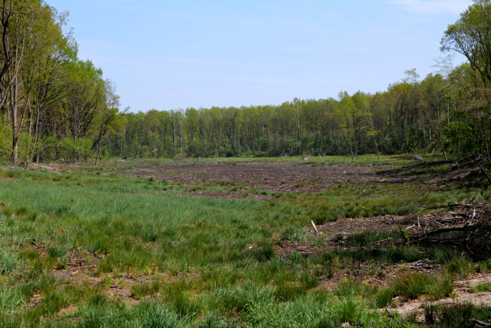 Döberitzer Heide open landscape 2020-05-08 210