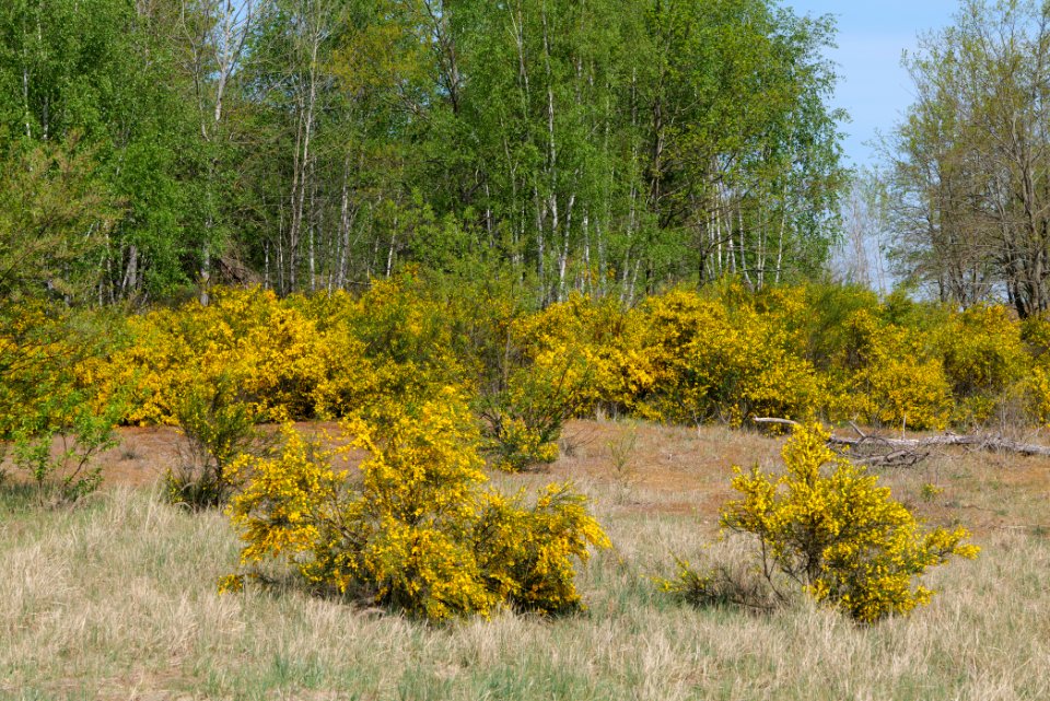 Döberitzer Heide open landscape 2020-05-08 69