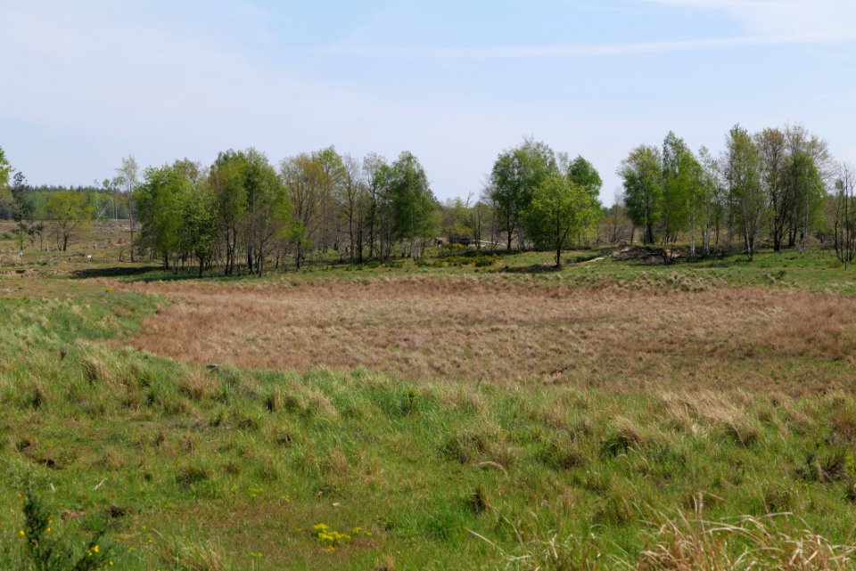 Döberitzer Heide open landscape 2020-05-08 82
