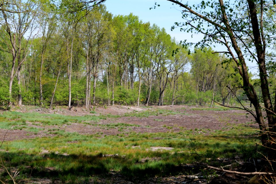Döberitzer Heide open landscape 2020-05-08 207
