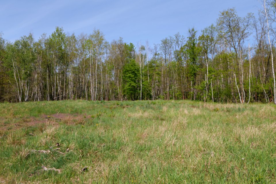 Döberitzer Heide open landscape 2020-05-08 84
