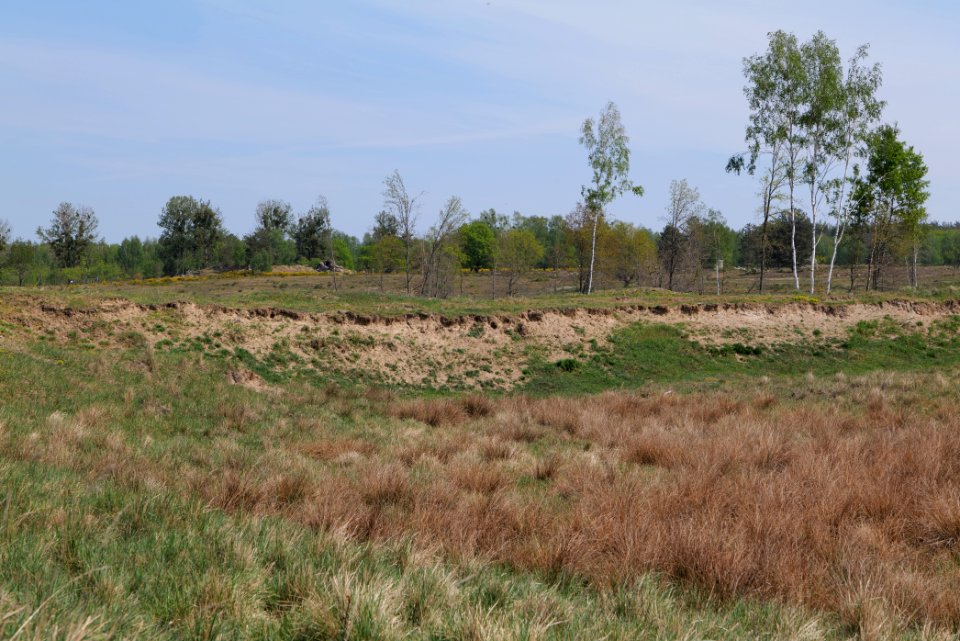 Döberitzer Heide open landscape 2020-05-08 67