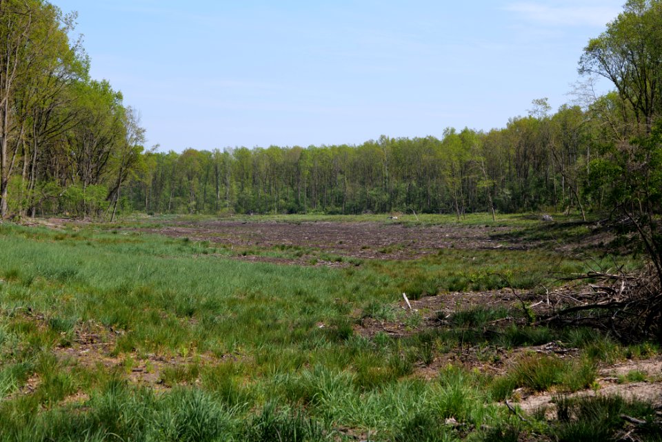 Döberitzer Heide open landscape 2020-05-08 208