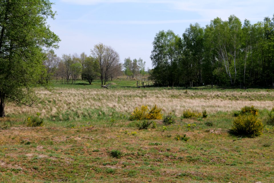 Döberitzer Heide open landscape 2020-05-08 88