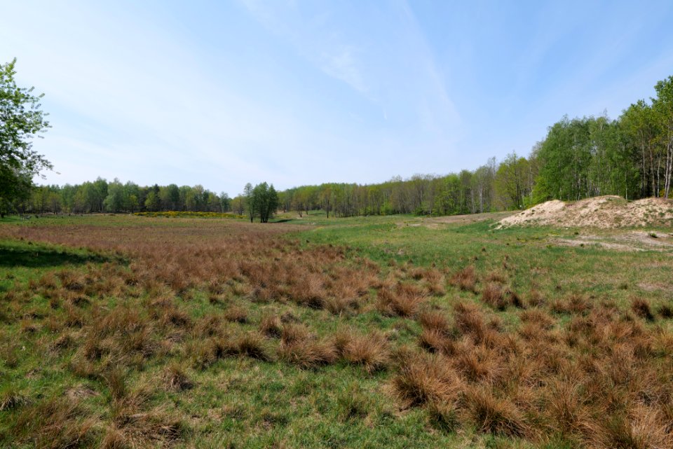 Döberitzer Heide open landscape 2020-05-08 59