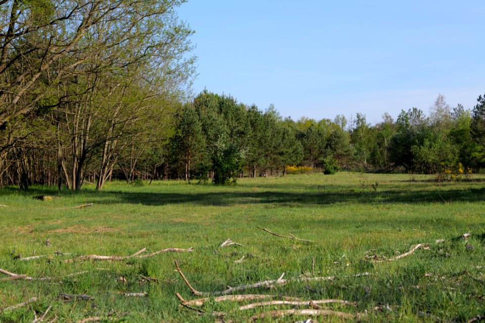 Döberitzer Heide open landscape 2020-05-08 184