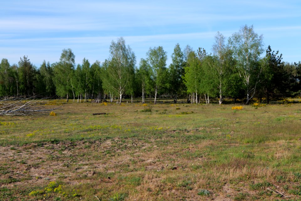 Döberitzer Heide open landscape 2020-05-08 195