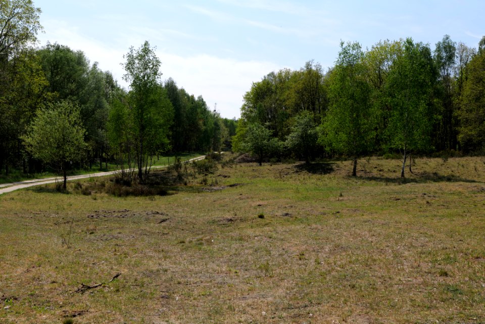 Döberitzer Heide open landscape 2020-05-08 156
