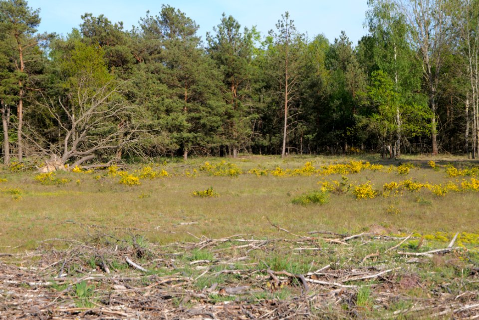 Döberitzer Heide open landscape 2020-05-08 192