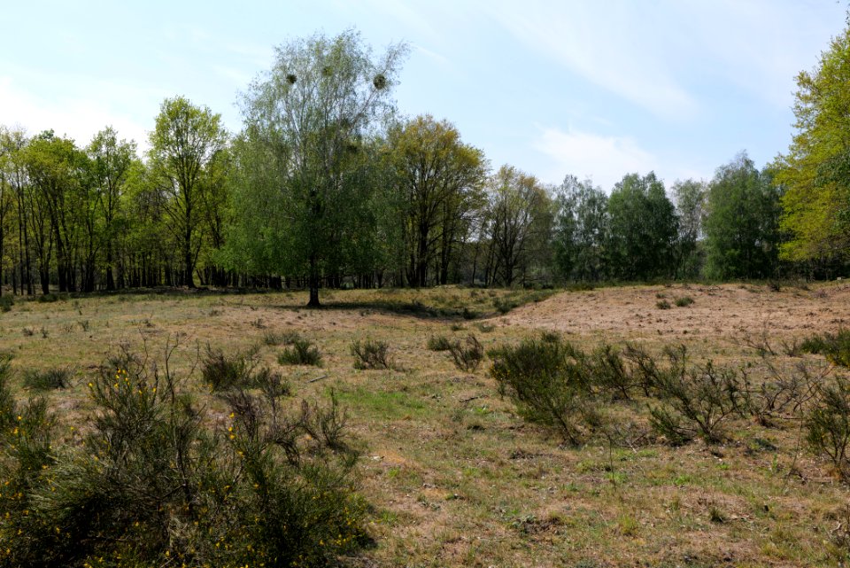 Döberitzer Heide open landscape 2020-05-08 150