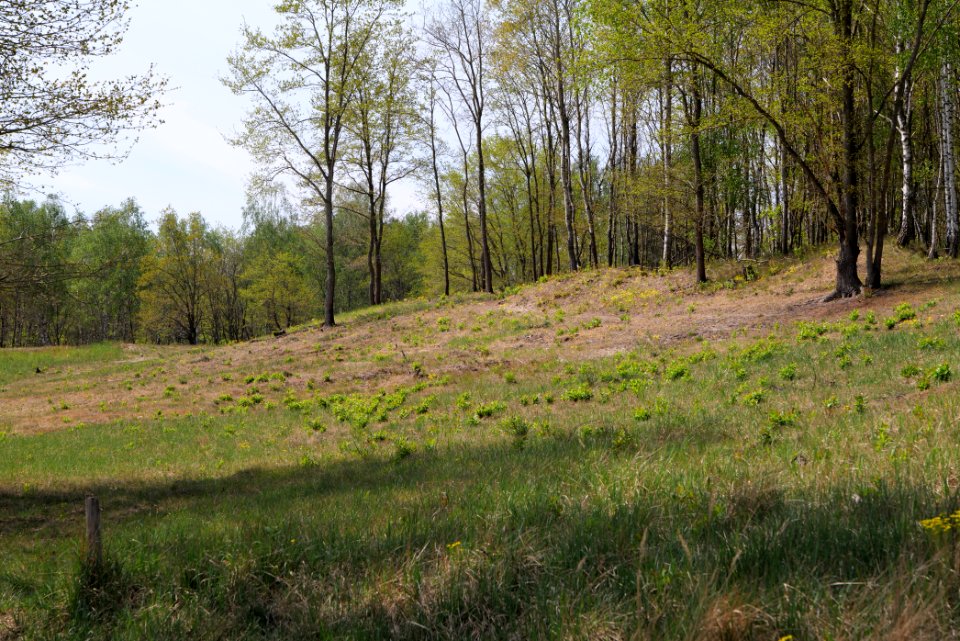 Döberitzer Heide open landscape 2020-05-08 89