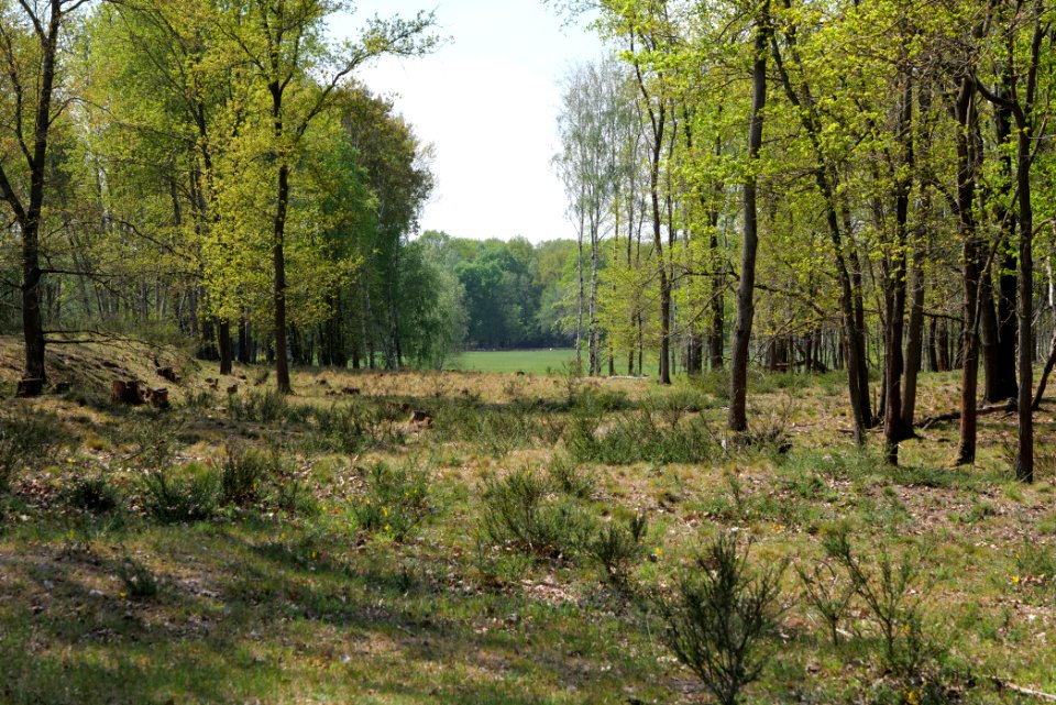 Döberitzer Heide open landscape 2020-05-08 151