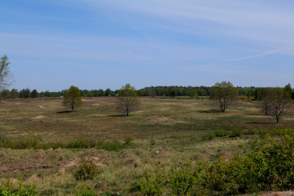 Döberitzer Heide open landscape 2020-05-08 18