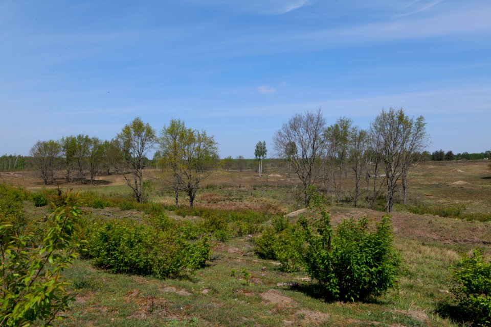 Döberitzer Heide open landscape 2020-05-08 20