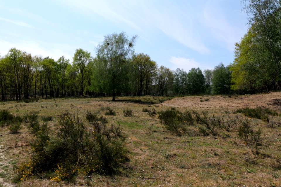 Döberitzer Heide open landscape 2020-05-08 149
