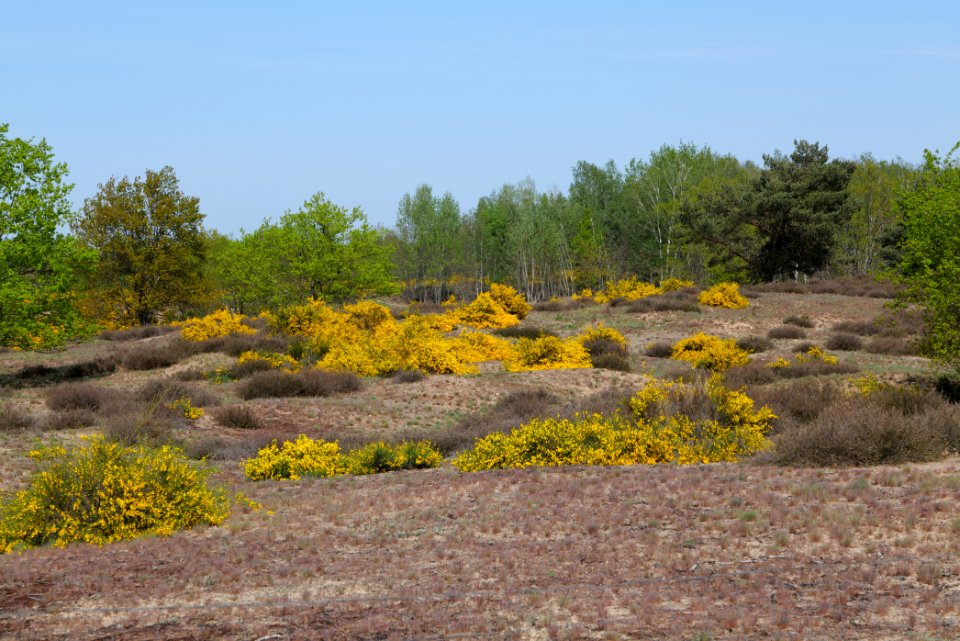 Döberitzer Heide open landscape 2020-05-08 165