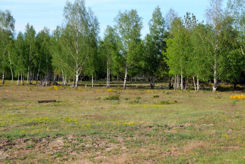 Döberitzer Heide open landscape 2020-05-08 194