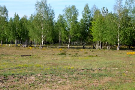 Döberitzer Heide open landscape 2020-05-08 194