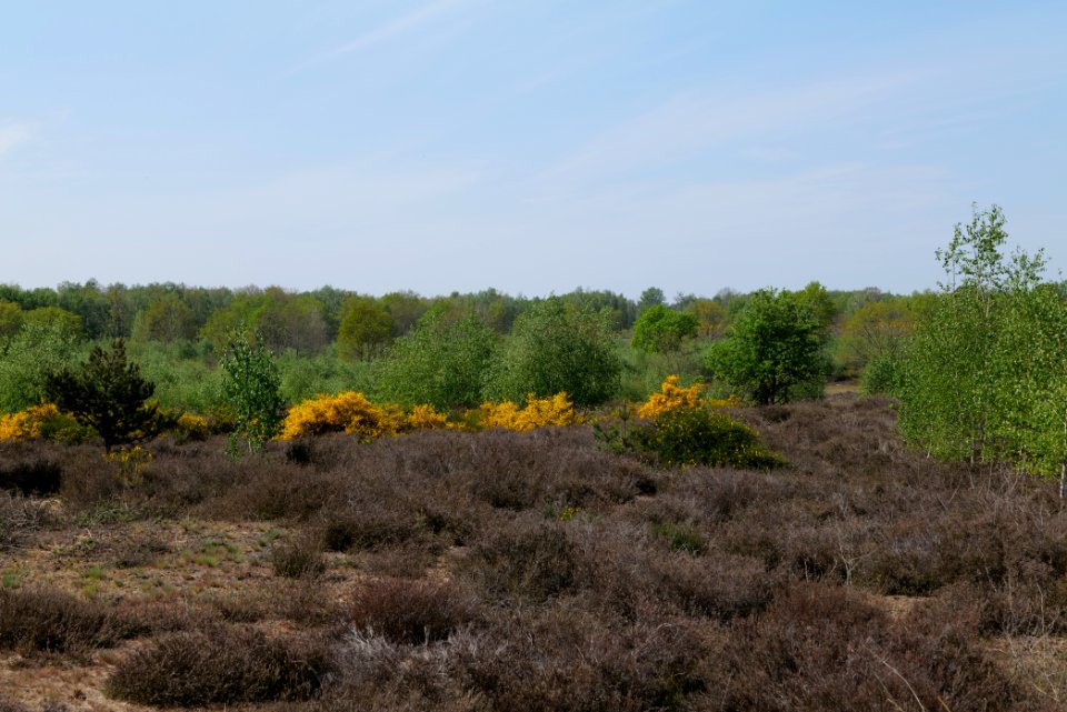 Döberitzer Heide open landscape 2020-05-08 178