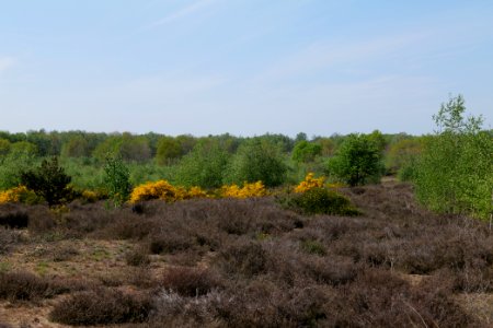 Döberitzer Heide open landscape 2020-05-08 178