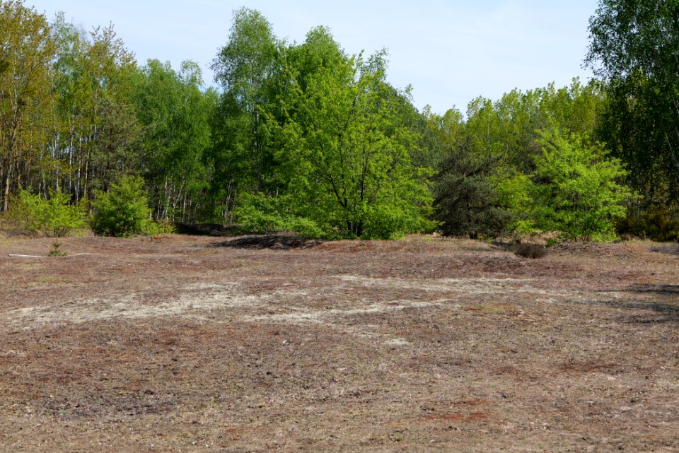 Döberitzer Heide open landscape 2020-05-08 218