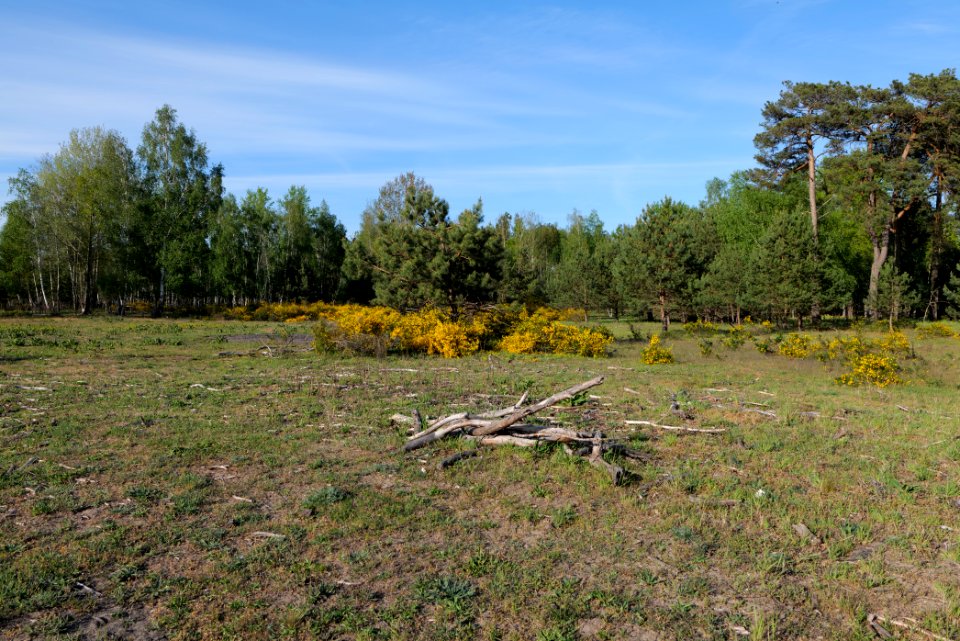 Döberitzer Heide open landscape 2020-05-08 185