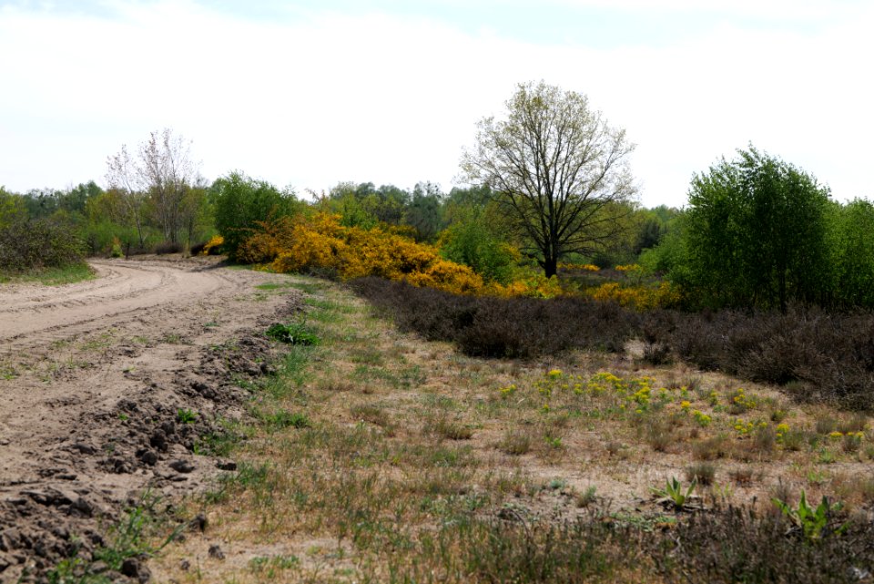 Döberitzer Heide open landscape 2020-05-08 172