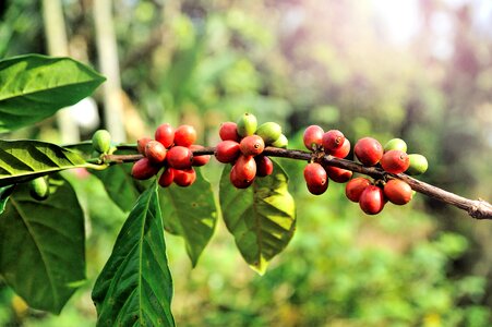 Arabica red plant photo