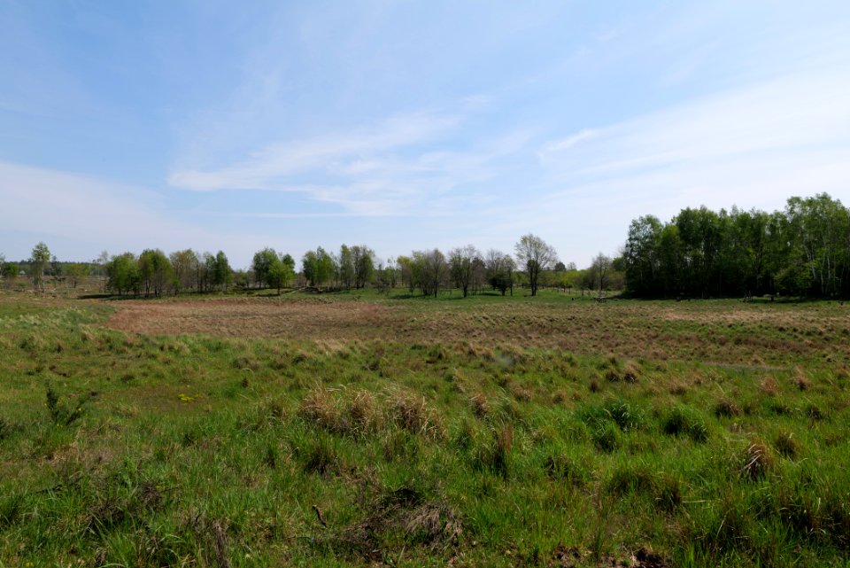 Döberitzer Heide open landscape 2020-05-08 81