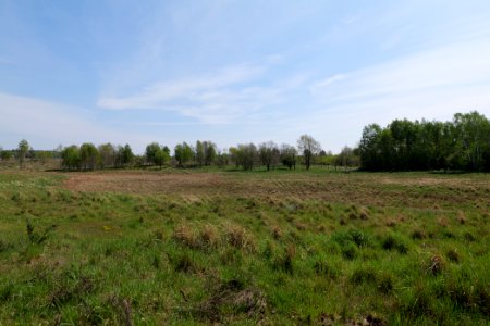 Döberitzer Heide open landscape 2020-05-08 81