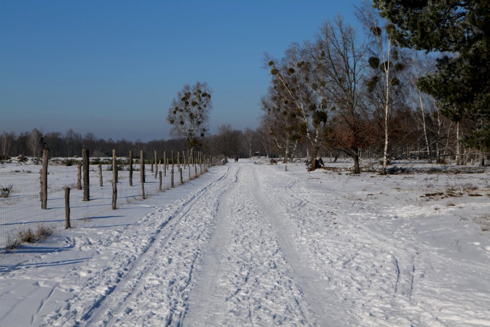 Döberitzer Heide round trail with snow 2021-02-14 140