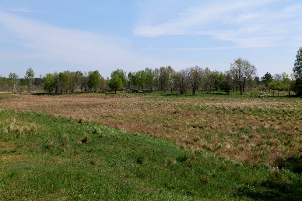 Döberitzer Heide open landscape 2020-05-08 83