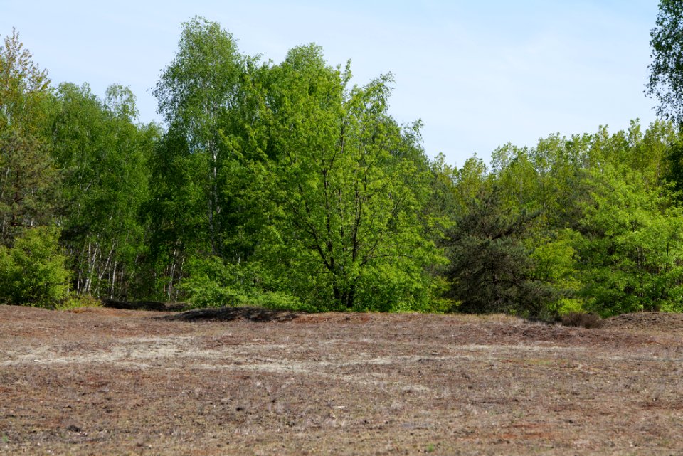 Döberitzer Heide open landscape 2020-05-08 220
