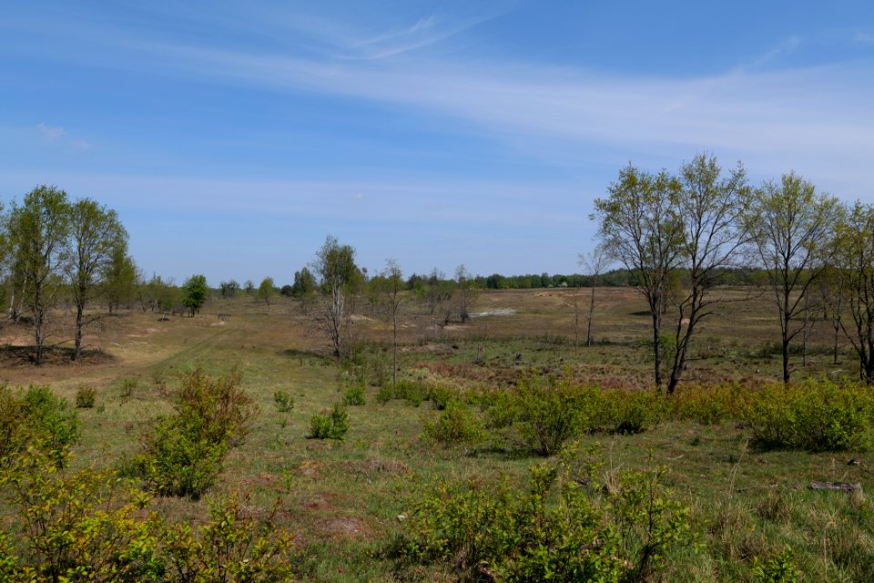 Döberitzer Heide open landscape 2020-05-08 22