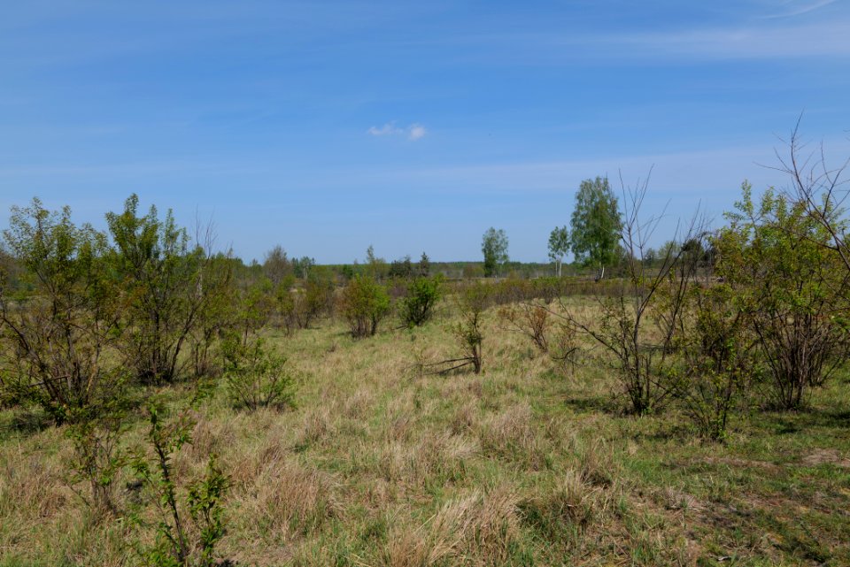 Döberitzer Heide open landscape 2020-05-08 32