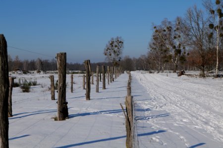 Döberitzer Heide round trail with snow 2021-02-14 142
