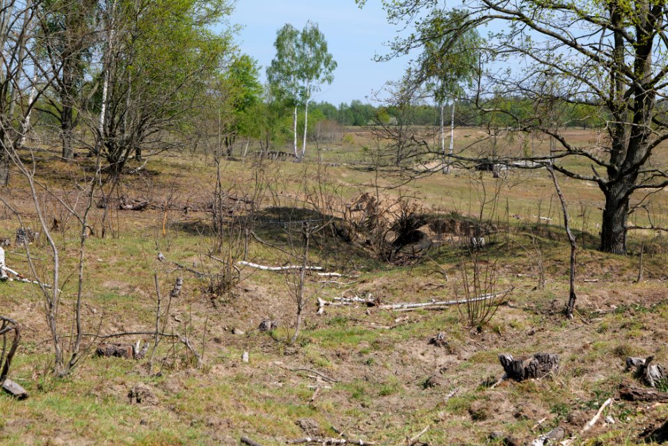 Döberitzer Heide open landscape 2020-05-08 29