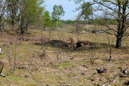 Döberitzer Heide open landscape 2020-05-08 29