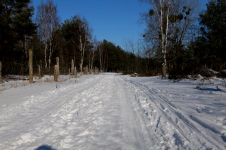 Döberitzer Heide round trail with snow 2021-02-14 135