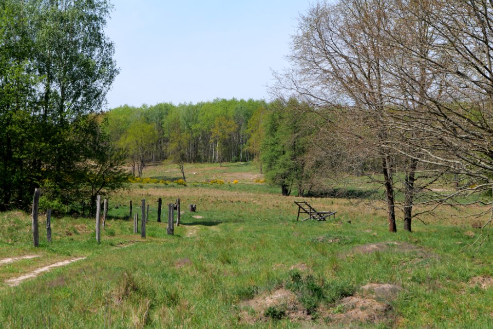 Döberitzer Heide open landscape 2020-05-08 44