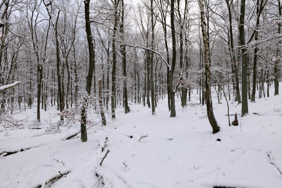 Düppeler Forst north of Königstraße with snow 2021-01-30 33