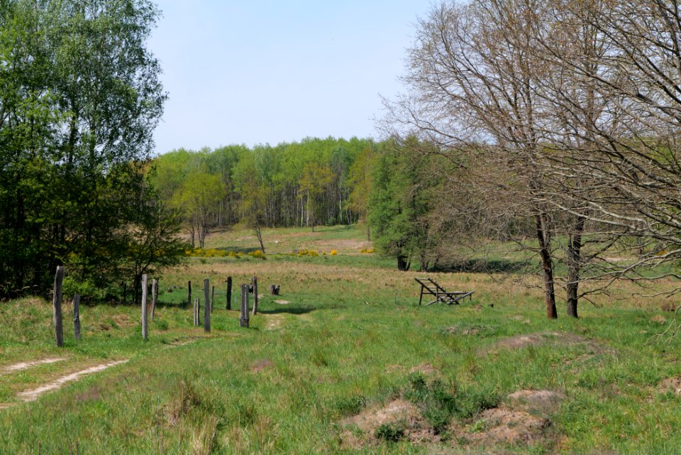 Döberitzer Heide open landscape 2020-05-08 45