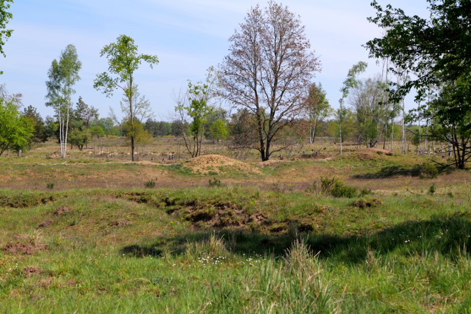 Döberitzer Heide open landscape 2020-05-08 39