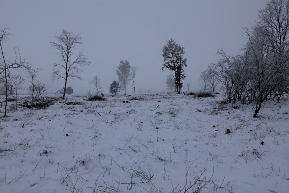 Döberitzer Heide with snow 2021-02-14 42