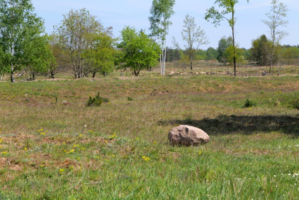 Döberitzer Heide open landscape 2020-05-08 42