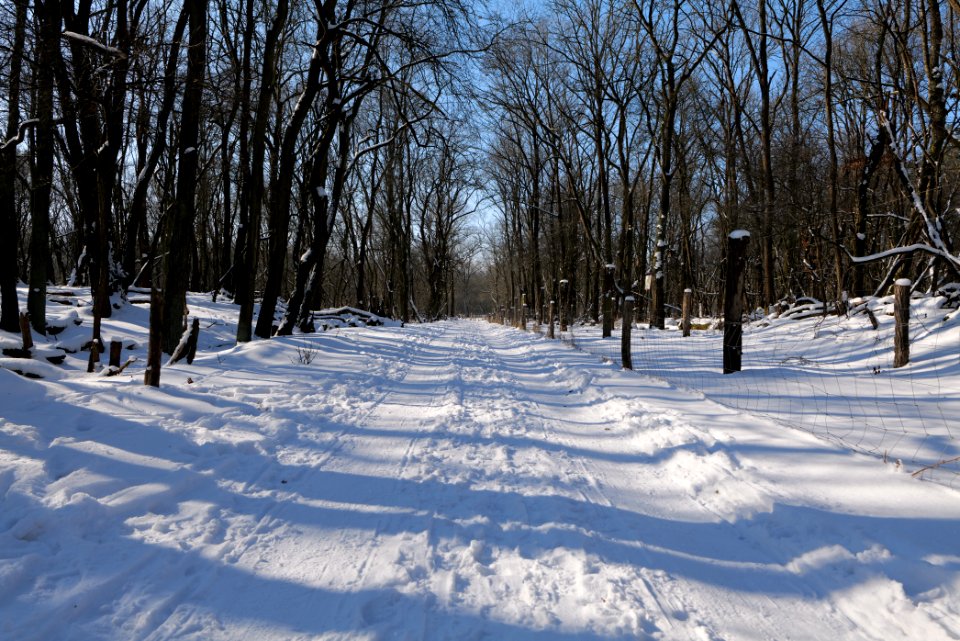 Döberitzer Heide round trail with snow 2021-02-14 116