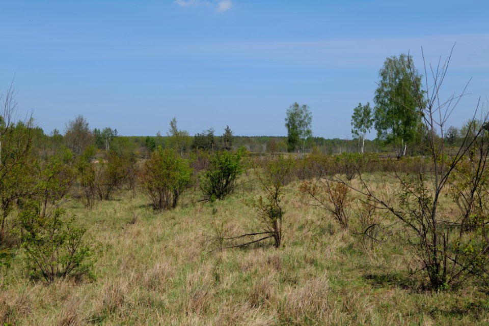Döberitzer Heide open landscape 2020-05-08 33