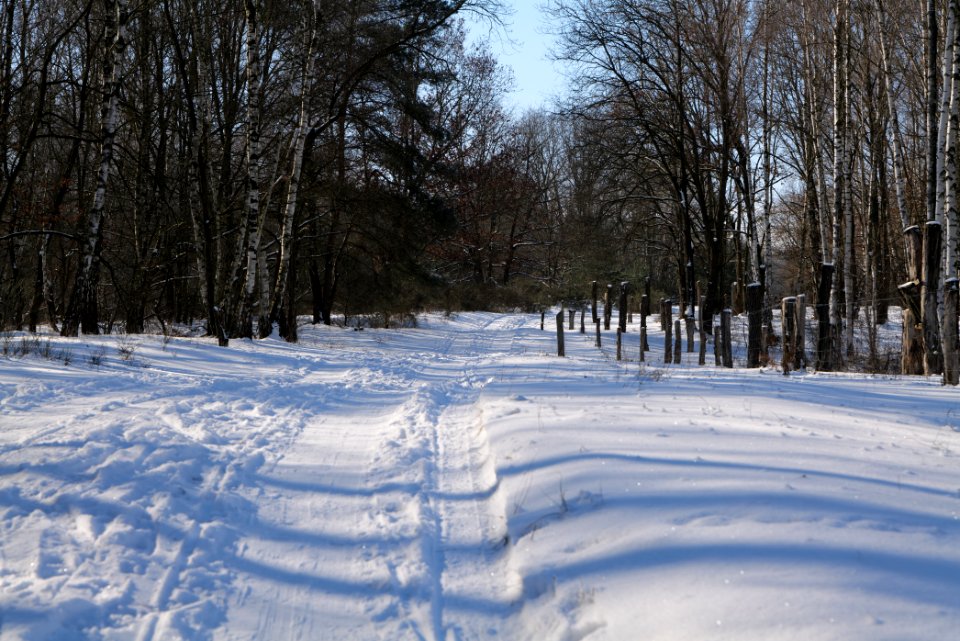 Döberitzer Heide round trail with snow 2021-02-14 133
