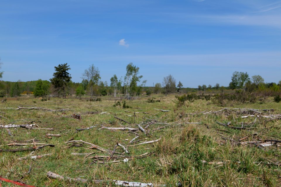 Döberitzer Heide open landscape 2020-05-08 35